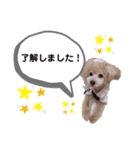 ミルティーごあいさつ（個別スタンプ：6）