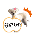 らんまるちゃん。③（個別スタンプ：9）