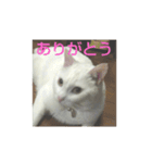 吉兆来福（個別スタンプ：2）