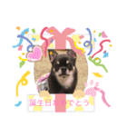 いつでも使えるわんわんスタンプ（個別スタンプ：3）