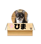 いつでも使えるわんわんスタンプ（個別スタンプ：11）