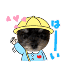 いつでも使えるわんわんスタンプ（個別スタンプ：22）
