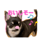 いつでも使えるわんわんスタンプ（個別スタンプ：23）