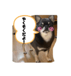 いつでも使えるわんわんスタンプ（個別スタンプ：28）