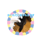 いつでも使えるわんわんスタンプ（個別スタンプ：35）