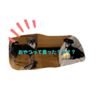 いつでも使えるわんわんスタンプ（個別スタンプ：39）