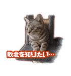 かつてTPと呼ばれた猫のスタンプLv2（個別スタンプ：1）