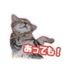 かつてTPと呼ばれた猫のスタンプLv2（個別スタンプ：3）