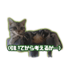 かつてTPと呼ばれた猫のスタンプLv2（個別スタンプ：4）