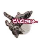 かつてTPと呼ばれた猫のスタンプLv2（個別スタンプ：5）