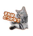 かつてTPと呼ばれた猫のスタンプLv2（個別スタンプ：6）