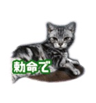 かつてTPと呼ばれた猫のスタンプLv2（個別スタンプ：7）