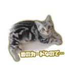 かつてTPと呼ばれた猫のスタンプLv2（個別スタンプ：8）