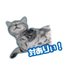 かつてTPと呼ばれた猫のスタンプLv2（個別スタンプ：9）