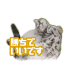 かつてTPと呼ばれた猫のスタンプLv2（個別スタンプ：10）