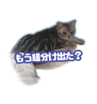 かつてTPと呼ばれた猫のスタンプLv2（個別スタンプ：11）