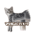 かつてTPと呼ばれた猫のスタンプLv2（個別スタンプ：12）