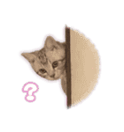 かつてTPと呼ばれた猫のスタンプLv2（個別スタンプ：13）