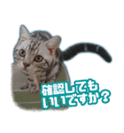 かつてTPと呼ばれた猫のスタンプLv2（個別スタンプ：14）