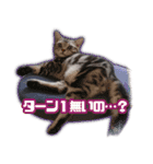 かつてTPと呼ばれた猫のスタンプLv2（個別スタンプ：15）