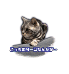 かつてTPと呼ばれた猫のスタンプLv2（個別スタンプ：16）