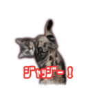 かつてTPと呼ばれた猫のスタンプLv2（個別スタンプ：17）