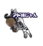 かつてTPと呼ばれた猫のスタンプLv2（個別スタンプ：18）