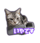 かつてTPと呼ばれた猫のスタンプLv2（個別スタンプ：19）