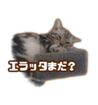 かつてTPと呼ばれた猫のスタンプLv2（個別スタンプ：20）