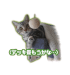 かつてTPと呼ばれた猫のスタンプLv2（個別スタンプ：21）