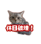 かつてTPと呼ばれた猫のスタンプLv2（個別スタンプ：23）