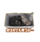 かつてTPと呼ばれた猫のスタンプLv2（個別スタンプ：24）