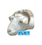 いつも使えるアニマルスタンプ（個別スタンプ：1）