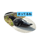 いつも使えるアニマルスタンプ（個別スタンプ：2）
