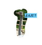 いつも使えるアニマルスタンプ（個別スタンプ：3）