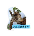 いつも使えるアニマルスタンプ（個別スタンプ：4）