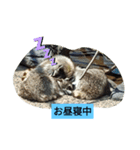いつも使えるアニマルスタンプ（個別スタンプ：5）