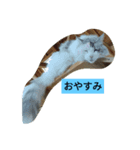いつも使えるアニマルスタンプ（個別スタンプ：6）