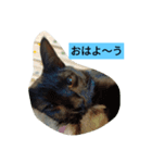 いつも使えるアニマルスタンプ（個別スタンプ：7）