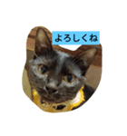 いつも使えるアニマルスタンプ（個別スタンプ：8）