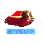✨大阪弁入り手書き犬と愛犬たち✨（個別スタンプ：17）