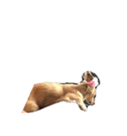 ✨大阪弁入り手書き犬と愛犬たち✨（個別スタンプ：20）
