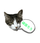 いろいろ使える日常ネコちょこスタンプ3（個別スタンプ：10）