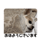 ロングコートチワワのミルキー（個別スタンプ：2）