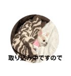 ロングコートチワワのミルキー（個別スタンプ：19）