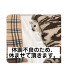 ロングコートチワワのミルキー（個別スタンプ：21）