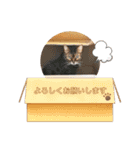 コロタとメイリーとピアノ時々サラン（個別スタンプ：4）