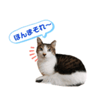 コロタとメイリーとピアノ時々サラン（個別スタンプ：5）