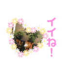 コロタとメイリーとピアノ時々サラン（個別スタンプ：6）