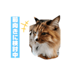 コロタとメイリーとピアノ時々サラン（個別スタンプ：10）